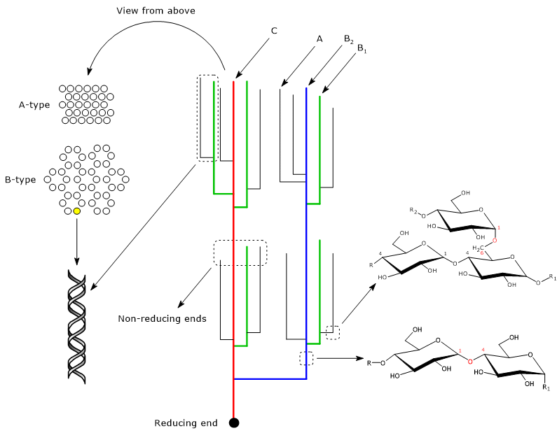 Structure of amylopectin