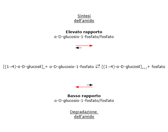 Reazioni catalizzate dalla amido fosforilasi