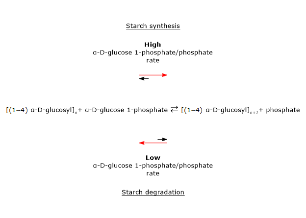 Reactions catalyzed by starch phosphorylase
