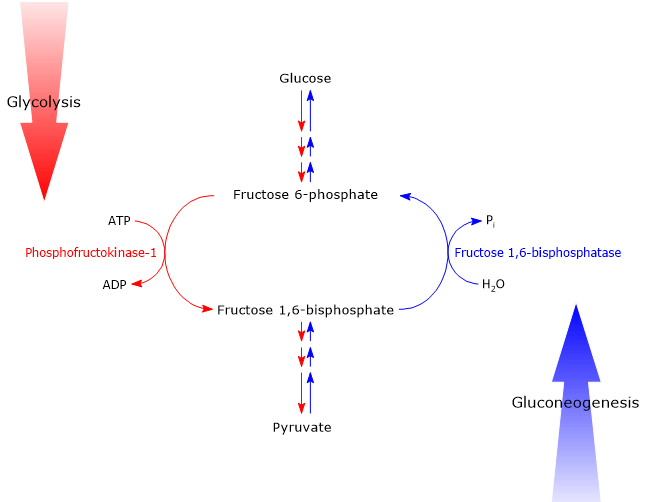 Example of a futile cycle between PFK-1 and FBPase
