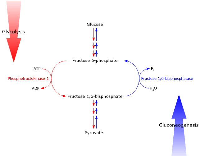 Fructose 2 6 Bisphosphate Fructose 2 6 Bisphosphate