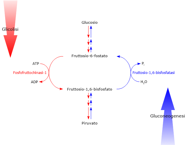 Esempio di ciclo futile tra PFK-1 e FBPasi
