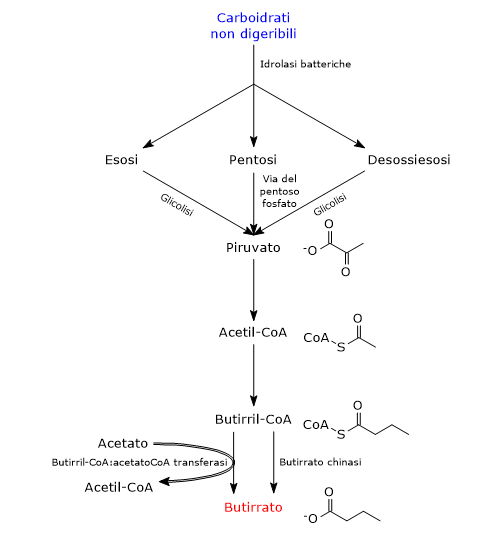 Sintesi dell'acido butirrico da carboidrati non digeribili