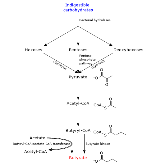 Synthesis of butyric acid from indigestible carbohydrates