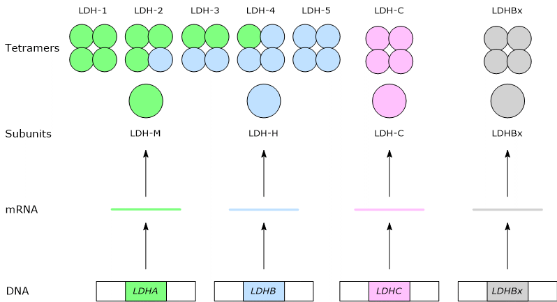 Isoenzymes of human lactate dehydrogenase