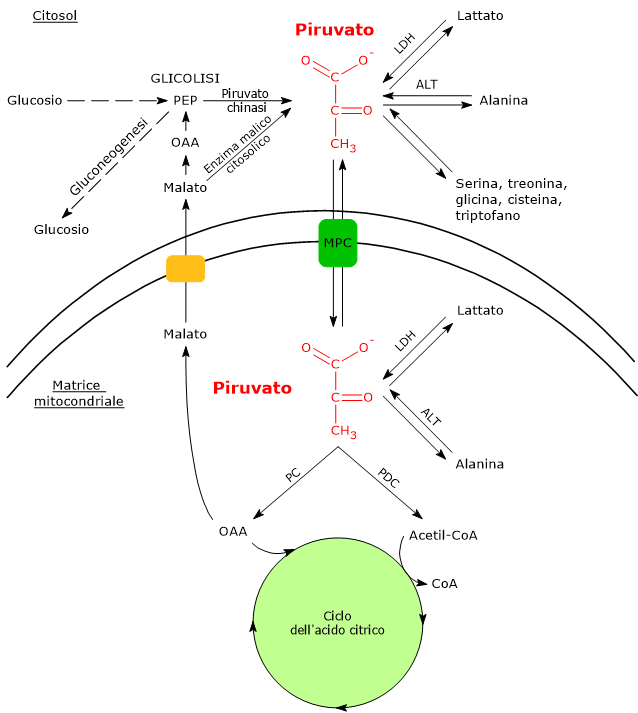 Metabolismo dell'acido piruvico in cellule dotate di mitocondri
