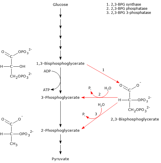 The reactions and enzymes involved in the Rapoport-Luebering shunt