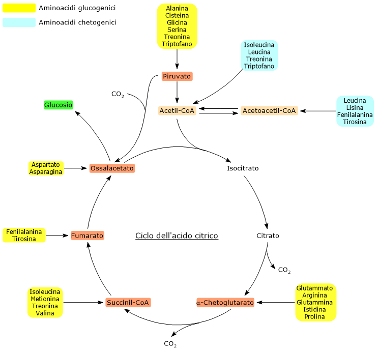 Punti di ingresso dei carboni derivati dagli amminoacidi glucogenici e chetogenici nel ciclo dell'acido citrico