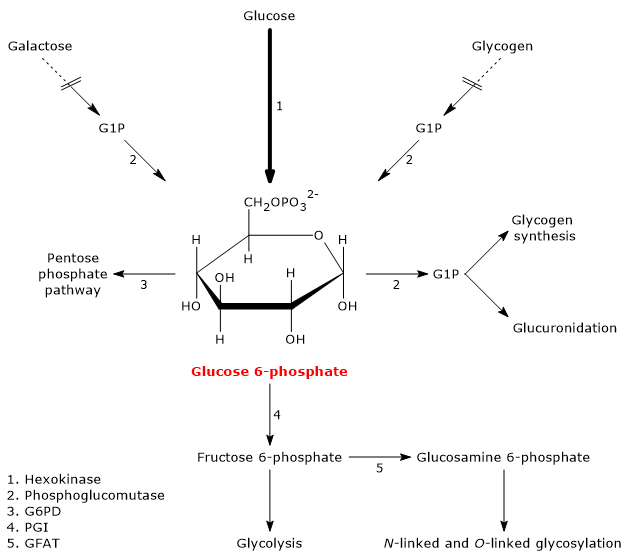 Metabolism and role of glucose-6-phosphate in the cell.