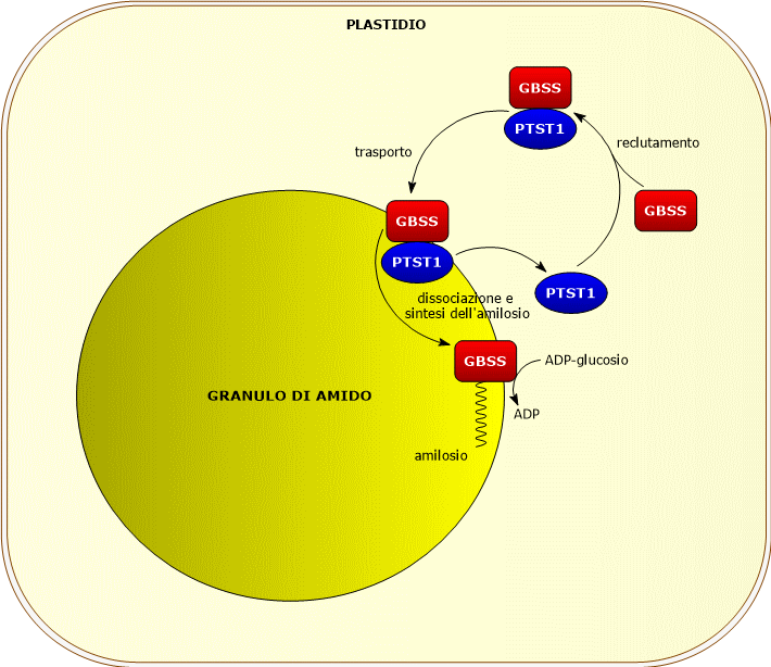 Interazione tra GBSS e PTST1 nella biosintesi dell'amido: PTST1 si lega a GBSS nello stroma del plastidio, indirizza l'enzima verso il granulo di amido, si dissocia e permette a GBSS di allungare i malto-oligosaccaridi, prima di tornare a reclutare un'altra GBSS.