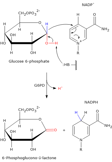 Detailed mechanism of glucose 6-phosphate dehydrogenase catalysis, showing NADP+ reduction and the formation of 6-phosphoglucono-δ-lactone, the first oxidative step in the pentose phosphate pathway.