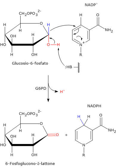 Meccanismo dettagliato della catalisi della glucosio-6-fosfato deidrogenasi (G6PD), che mostra la riduzione di NADP+ e la formazione di 6-fosfoglucono-δ-lattone, il primo passaggio ossidativo della via del pentoso fosfato.