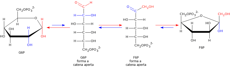 Reazione della fosfoglucosio isomerasi: apertura dell’anello del G6P, spostamento del gruppo carbonilico al C-2 e chiusura ad anello per formare la struttura furanosica del F6P.