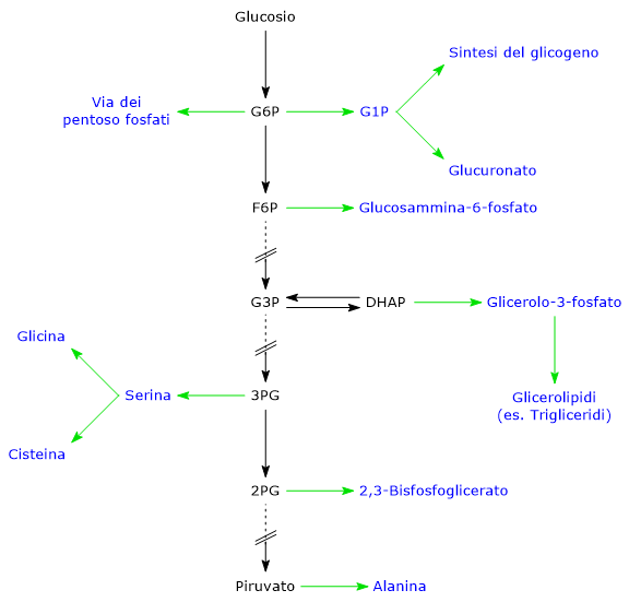 Schema che mostra come la glicolisi fornisca intermedi per vie biosintetiche come la via del pentoso fosfato, la sintesi del glicogeno, degli amminoacidi e dei lipidi.