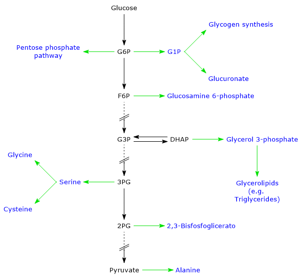 Diagram showing glycolysis providing intermediates for biosynthetic pathways such as the pentose phosphate pathway, glycogen, amino acids, and lipids.