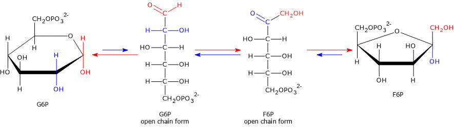 Reaction of phosphoglucose isomerase: ring opening of G6P, carbonyl shift to C-2, and ring closure forming F6P furanose structure.