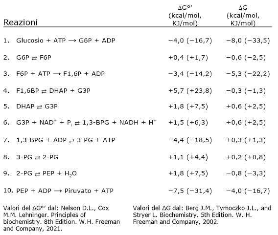 Schema che mostra i valori di ΔG delle reazioni della glicolisi che evidenziano i passaggi esoergonici e irreversibili in condizioni fisiologiche.
