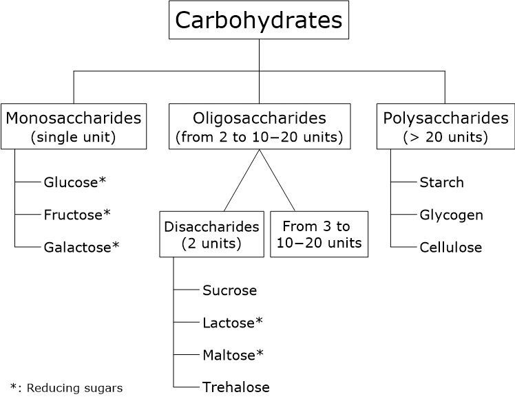 Diagram of the chemical classification of carbohydrates into monosaccharides, oligosaccharides, and polysaccharides, with representative examples and indication of reducing sugars (monosaccharides, lactose, and maltose).