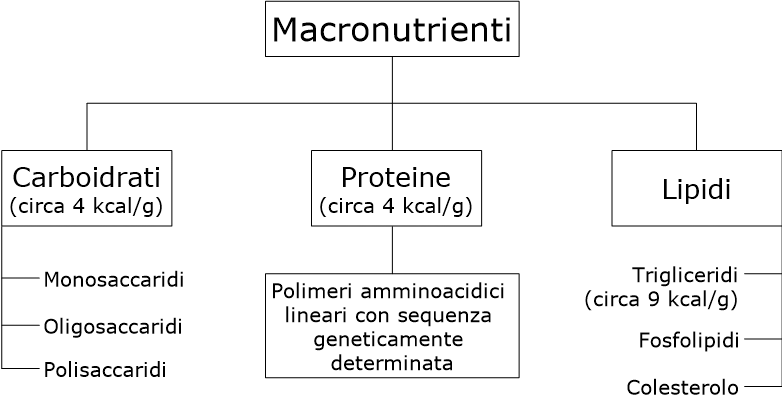 Schema ad albero dei macronutrienti: carboidrati (mono/oligo/polisaccaridi), proteine e lipidi (trigliceridi/fosfolipidi/colesterolo) con kcal/g.