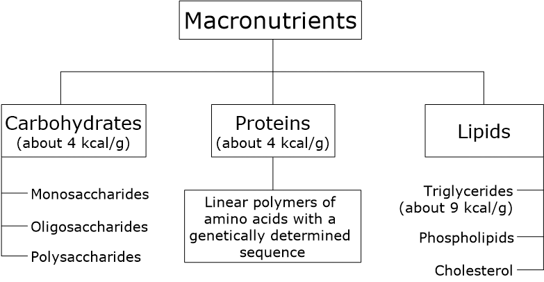 Tree diagram of macronutrients: carbohydrates (mono/oligo/polysaccharides), proteins, and lipids (triglycerides/phospholipids/cholesterol) with kcal/g.