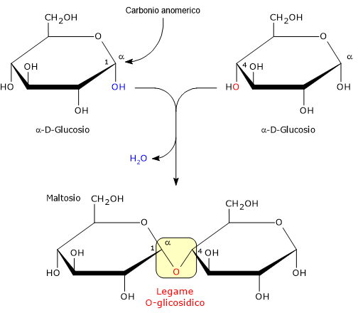 Formazione del legame glicosidico α-(1→4) tra due molecole di α-D-glucosio con eliminazione di acqua e sintesi di una molecola di maltosio.