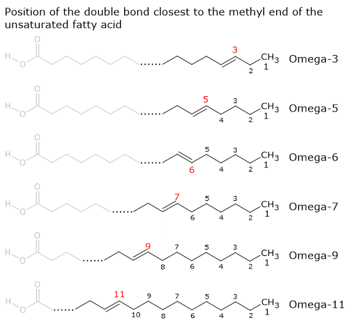 Molecular structure of Omega-3, 5, 6, 7, and 11 unsaturated fatty acids, highlighting the position of the first double bond from the methyl end.