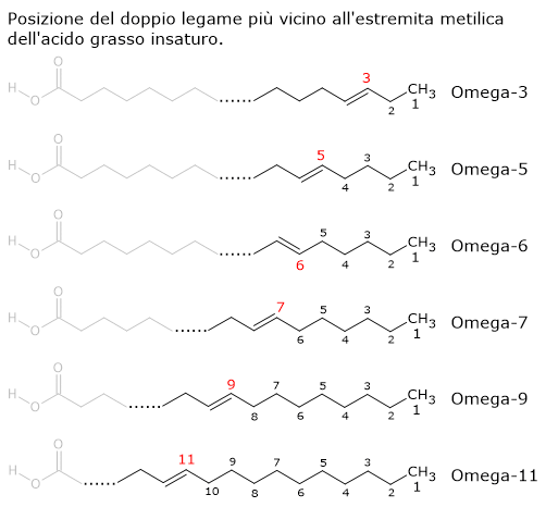 Struttura molecolare di acidi grassi insaturi Omega-3, 5, 6, 7 e 11 con evidenziata la posizione del primo doppio legame dall'estremità metilica.