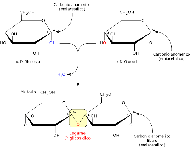 Sintesi del maltosio, uno tra i disaccaridi, per condensazione di due α-D-glucosio, con evidenziati i carboni anomerici e il legame O-glicosidico.