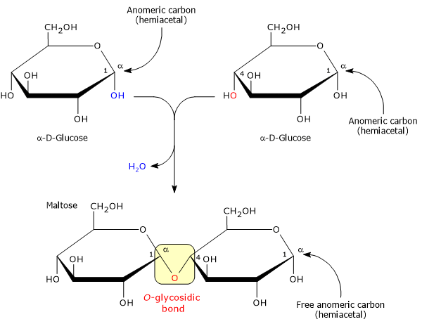 Synthesis of maltose, one among disaccharides, by condensation of two α-D-glucose molecules, highlighting anomeric carbons and glycosidic bond.
