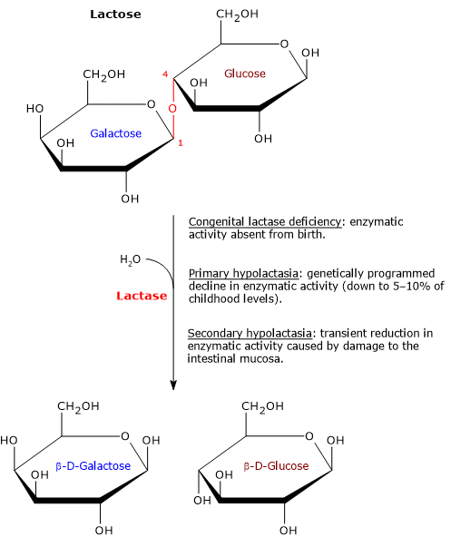 Hypolactasia: types of lactase deficiency (congenital, primary, secondary) and enzymatic lactose hydrolysis reaction.