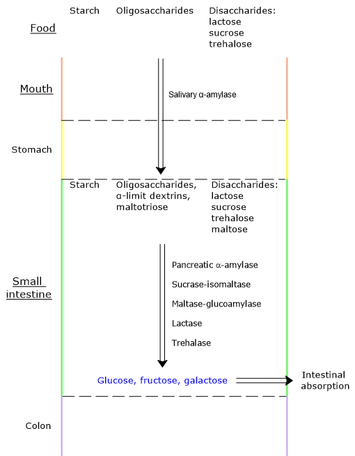 Diagram of digestion of carbohydrates: from mouth to small intestine, enzyme action, and release of glucose, fructose, and galactose for absorption.