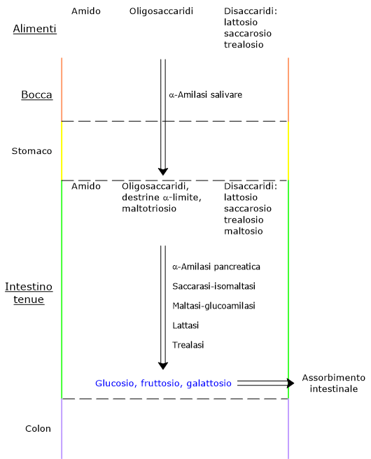 Schema della digestione dei carboidrati: dalla bocca all'intestino tenue, azione delle glicosidasi e rilascio di glucosio, fruttosio e galattosio.