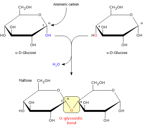 Formation of the α-(1→4) glycosidic bond between two α-D-glucose molecules with elimination of water, yielding a maltose molecule.