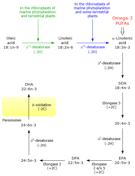 Diagram of the omega-3 polyunsaturated fatty acid biosynthetic pathway: conversion of oleic and linoleic acids via desaturases and elongases to DHA.